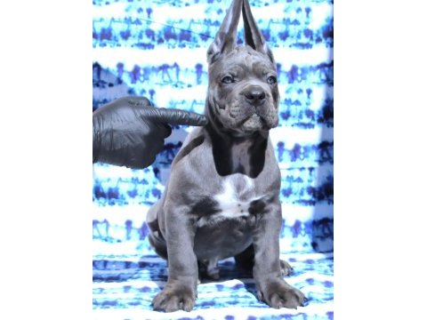 Fcı-kıf secereli safkan cane corso yavrular
