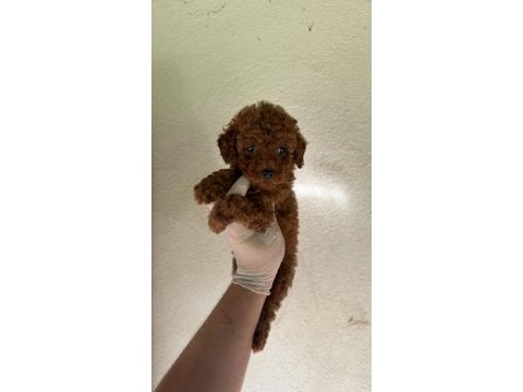 Wc eğitimli redbrown toy poodle yavrumuz