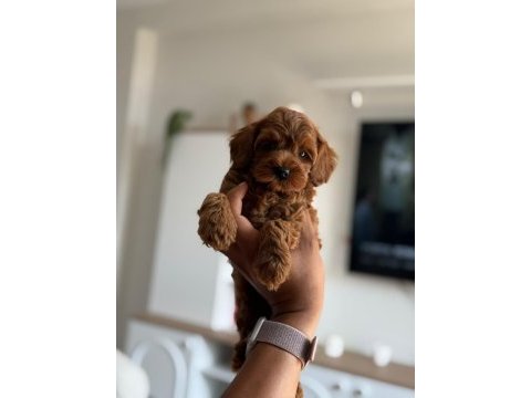 Premıum toy poodle bebekler 