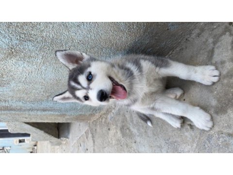 Orijinal husky yavruları
