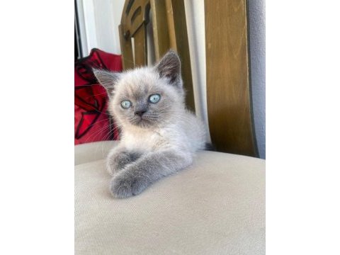Blue point british shorthair bebekler