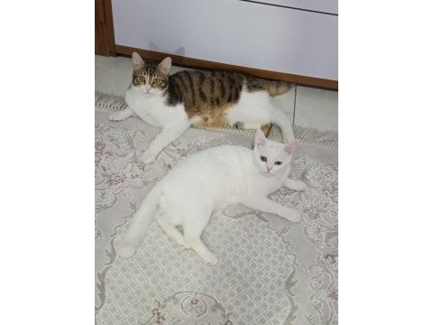 Acil sahiplendirme british shorthair