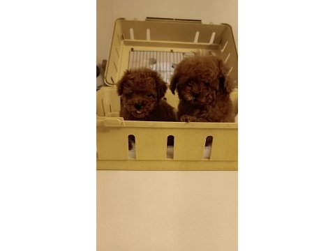 Kore tniy boy poodle bebekler