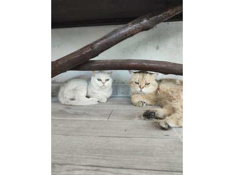 British shorthair silver point
