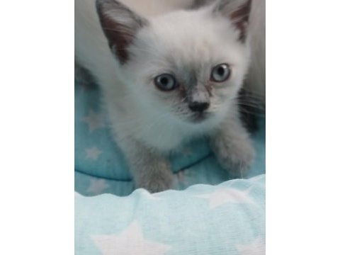 British shorthair yavrularımız