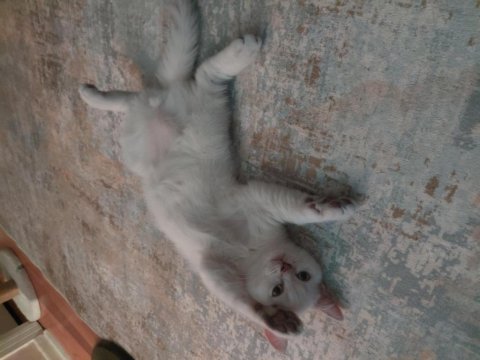 British shorthair pamuk prens