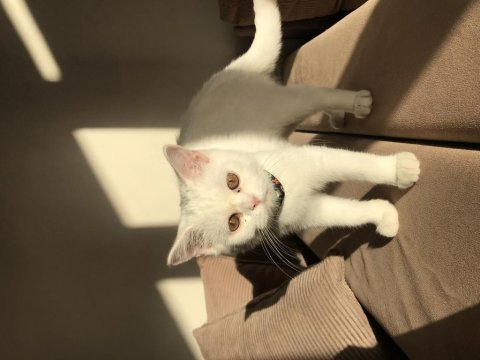 Erkek british shorthair