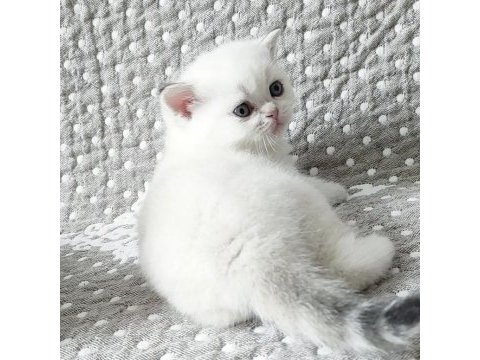 British shorthair yavruları