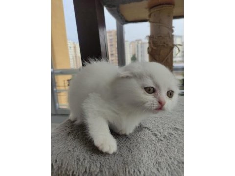 Yavru cins kedi uygun puanlı