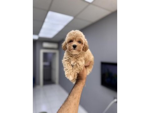 Üst düzey maltipoo yavrularımız