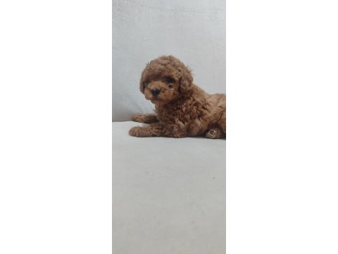 Garantili kore kan poodle yavrular