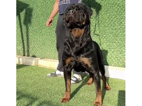 A kalite rottweiler erkek yavru