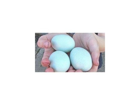 Ameraucana ve araucana ırkı tavuk/yarka