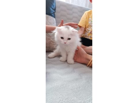 Beyaz alalı çok güzel 3 aylık kedimiz
