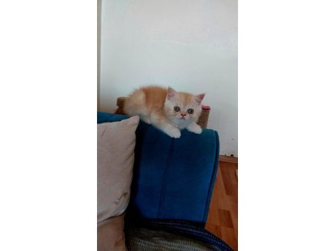 Exotic shorthair erkek yavru