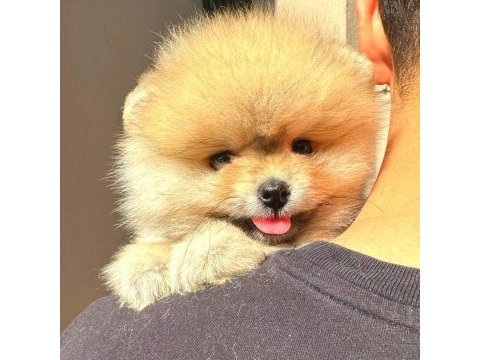 Full şecereli ayıcık yüzlü pomeranian boo
