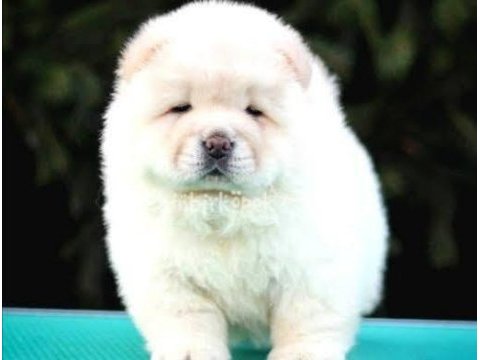 Chow chow dünyasından ırk garantili yavrularımız