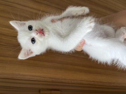 Güzel british shorthair yavrularım sahiplendirilecektir