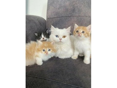 Sevimli persian yavrularımız yeni yuvalarını arıyor