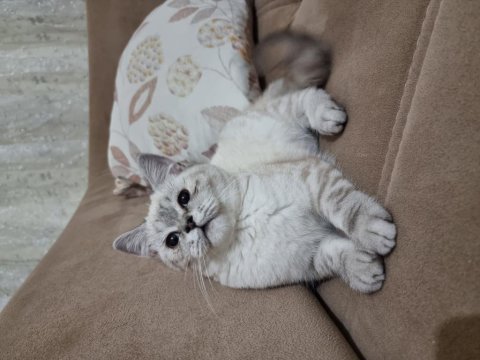 British shorthair cinsi oğlumuza yeni yuva arıyoruz