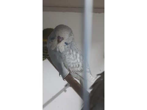 Yavru ve yetişkin, vasıflı show jumbo kuşlar tkf bilezik