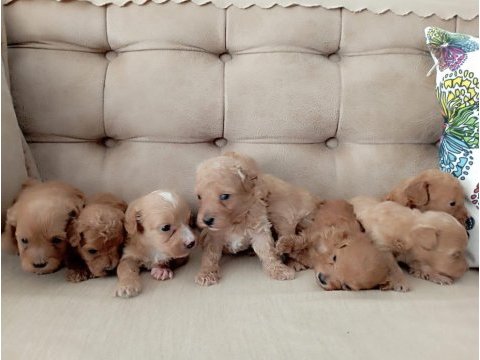 Maltipoo terrier köpekler