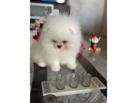 Teacup ayıcık pomeranian