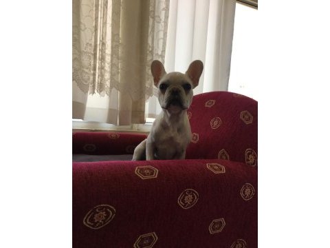 Sağlıklı,ırk garantili french bulldog yavrusu