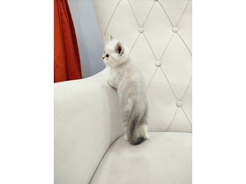 British shorthair ve scottish