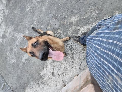 1 yaşında dişi alman kurdu chipli