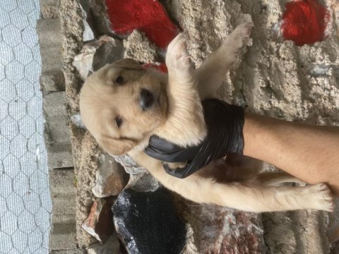 Safkan golden retriever yavrular