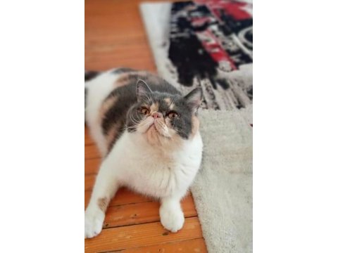 Exotic shorthair şeker yuvasını arıyor