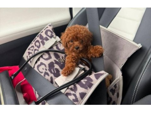 Yasal köpek çiftliğinden toypoodle yavrularımız 