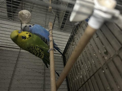 Hazır jumbo muhabbet kuşu takımlar