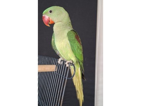Yavru alexander jumbo boy