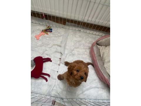 Yavru dişi toy poodle