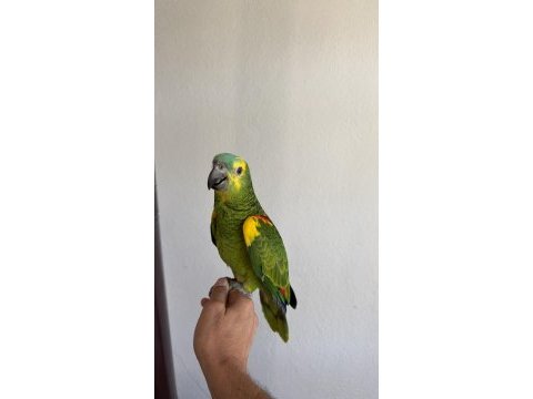 Amazon papağanı el besleme büyüdü yeme düştü