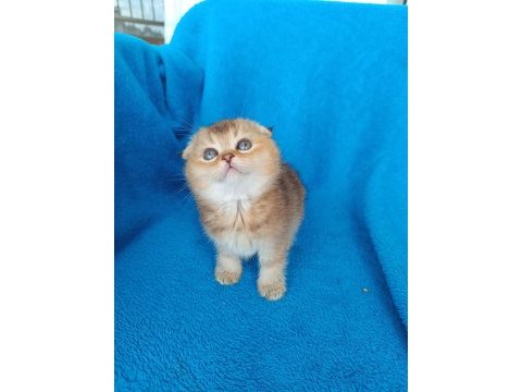 Dişi scottish fold golden