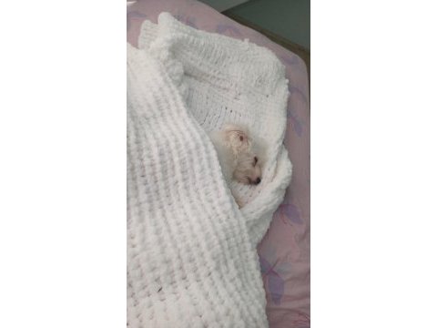 Sağlıklı maltese terrier 0 numara