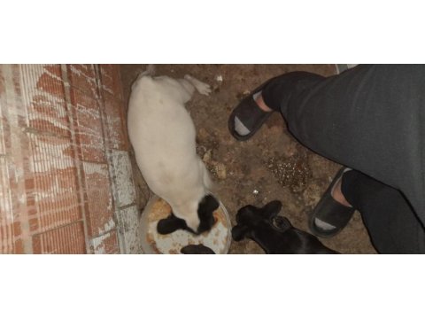 Yer olmadığı için satılık