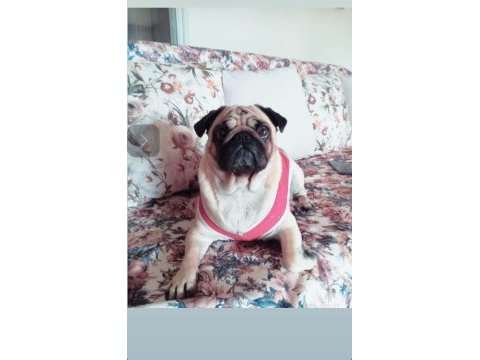 Yavru pug mops