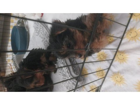 Yorkshire terrier bebekler