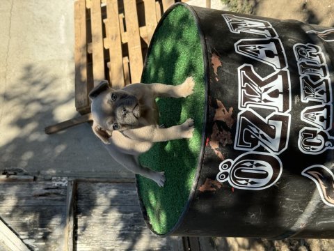 Mükemmel anatomi ırk sağlık garantili french bulldog