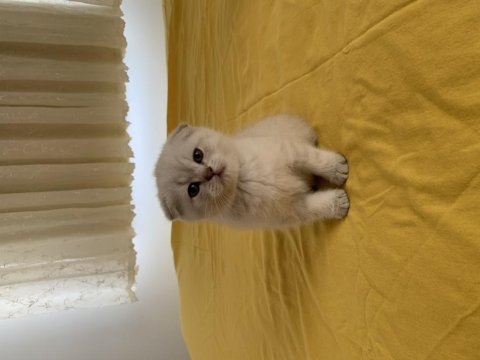 Tatlı scottish fold ve british yavrular