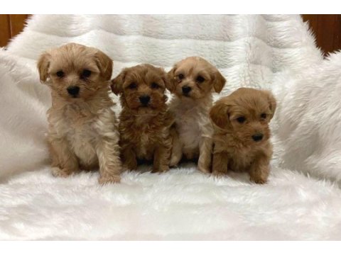 Sağlık garantili maltipoo bebeklerimiz