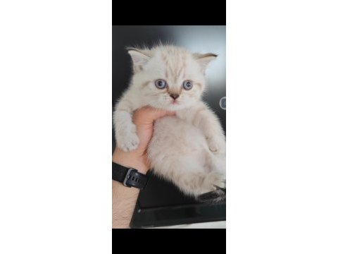 British shorthair kedisi