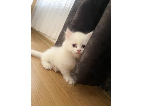 Şaka gibi ama gerçek british longhair tatlişler