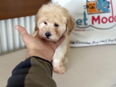 Yasal ruhsatlı çiftlikde ziyarete açık maltipoo yavrular