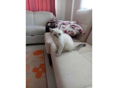 British shorthair oğlumuz