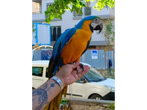 Full evcil sarı lacivert macaw papağanımız gelmiştir